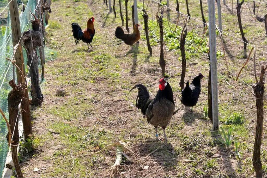 Gite L'Oeuf Ou La Poule, Parking Prive, Sur Domaine Viticole Ribeauvillé Exterior foto